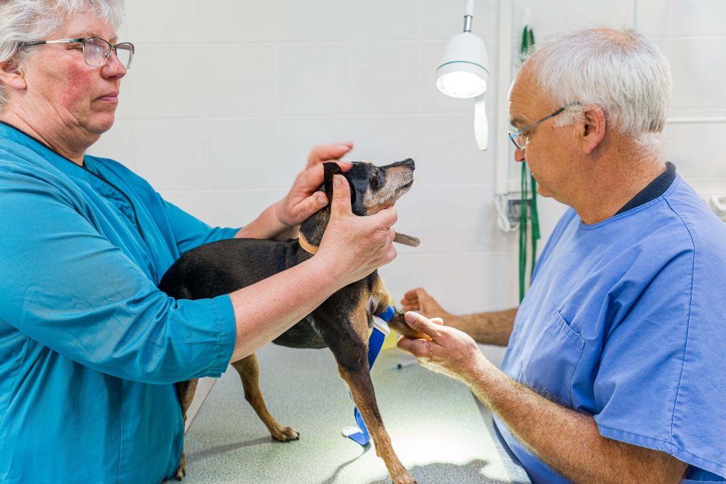 Soin clinique vétérinaire de Louans