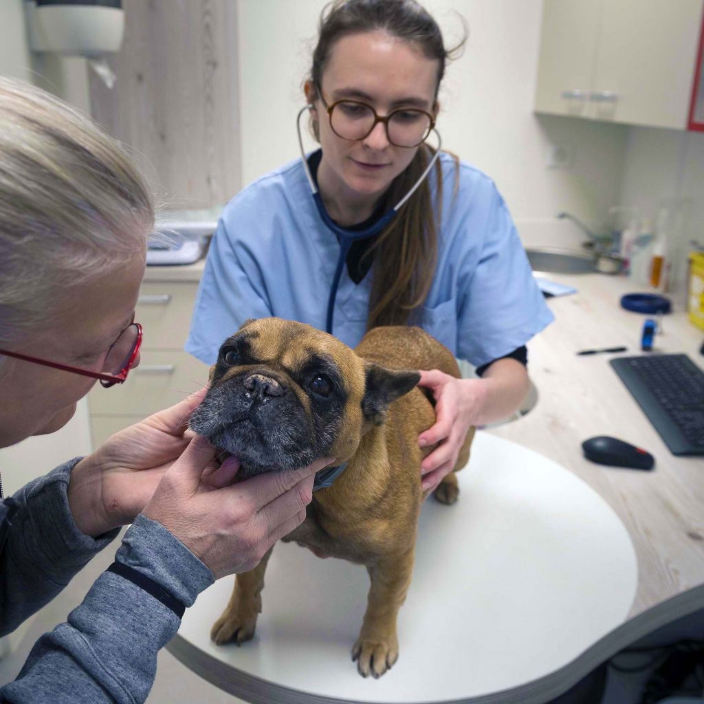 Consultation générale clinique vétérinaire du Parc de Moine