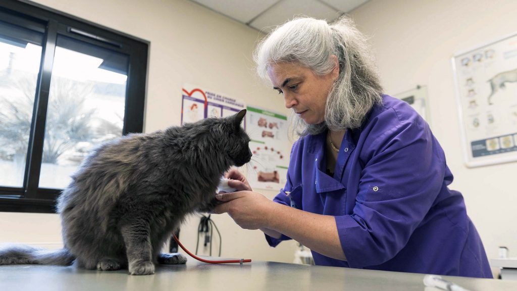 Consultation chat clinique vétérinaire du Parc de Moine