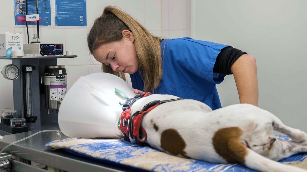 Hospitalisation clinique vétérinaire du Parc de Moine