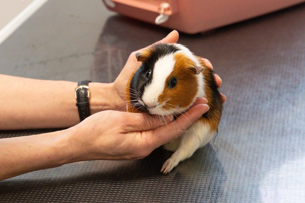 Consultation NAC clinique vétérinaire des Perrières