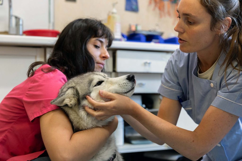 Consultation générale clinique vétérinaire des Quais