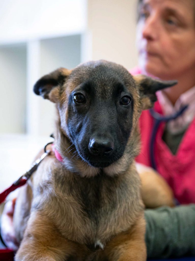 Consultation chien clinique vétérinaire des Quais