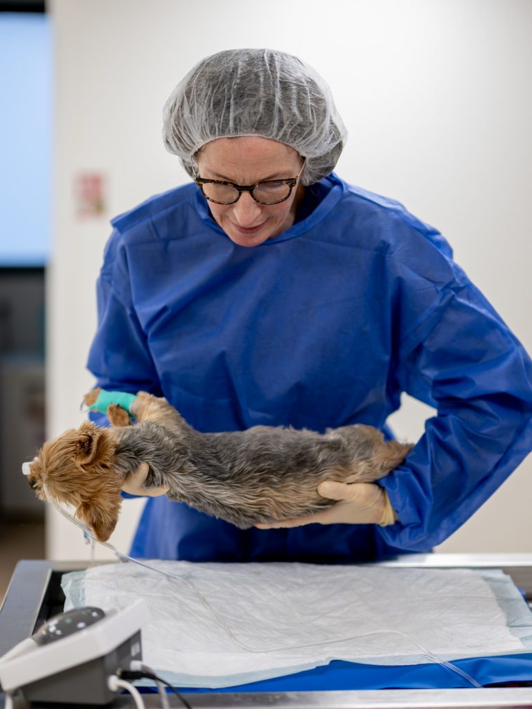 Chirurgie clinique vétérinaire R'Vet