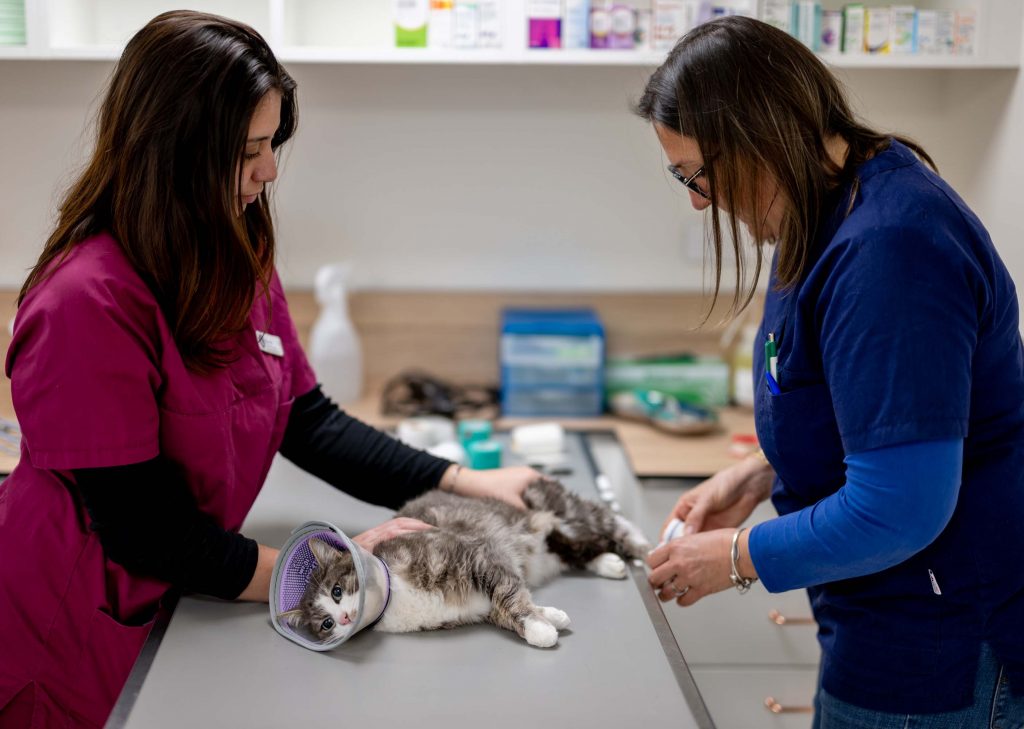 Consultation chat clinique vétérinaire R'Vet