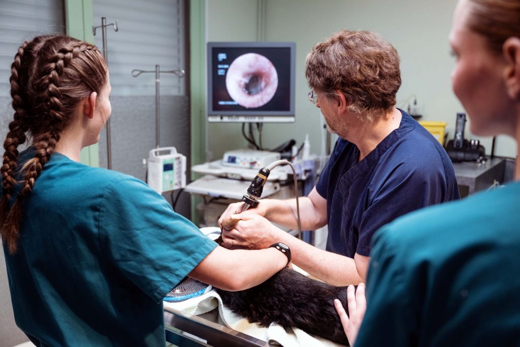 Endoscopie clinique vétérinaire Saint Bernard