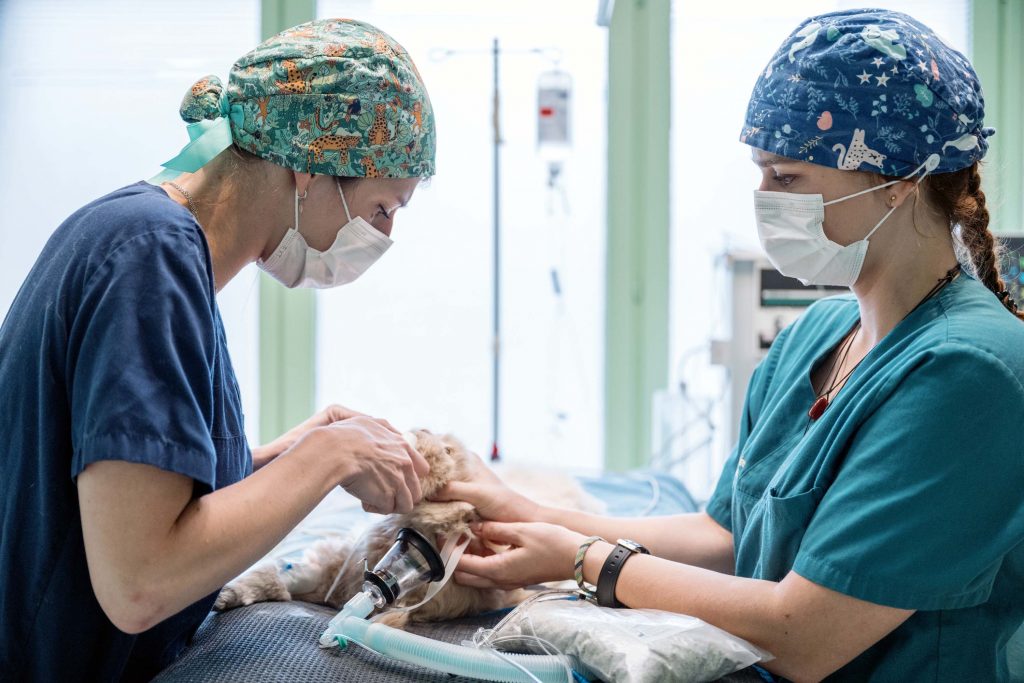 Chirurgie clinique vétérinaire Saint Bernard