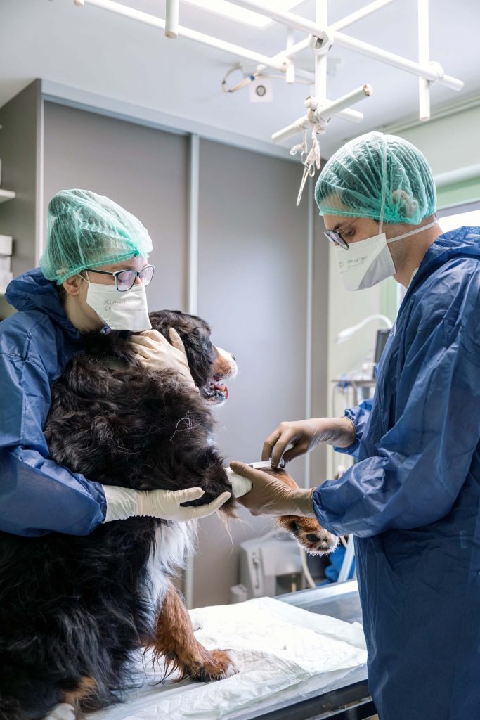 Cancérologie clinique vétérinaire Saint Bernard