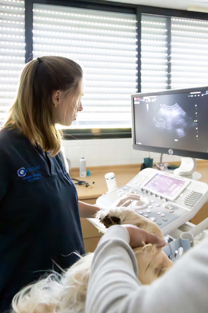 Echographie clinique vétérinaire Saint Léonard