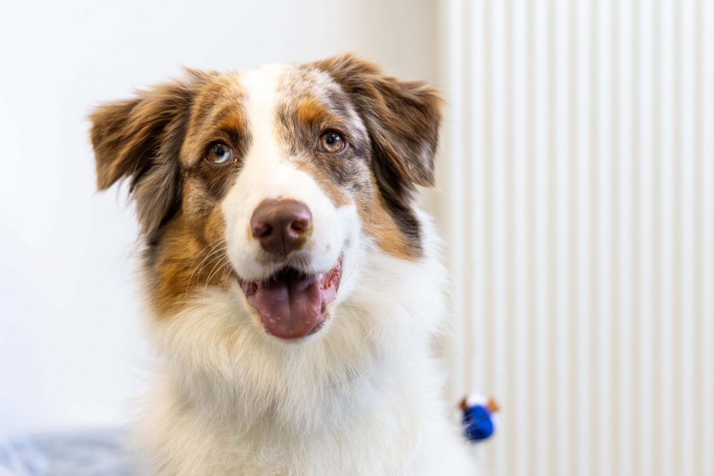 Consultation chien clinique vétérinaire Saint Léonard