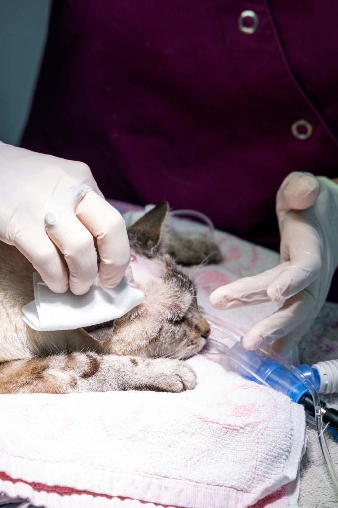 Chirurgie clinique vétérinaire Saint Léonard
