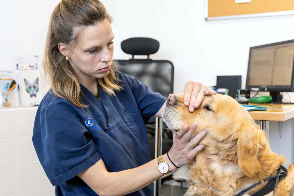 Consultation générale clinique vétérinaire Saint Léonard