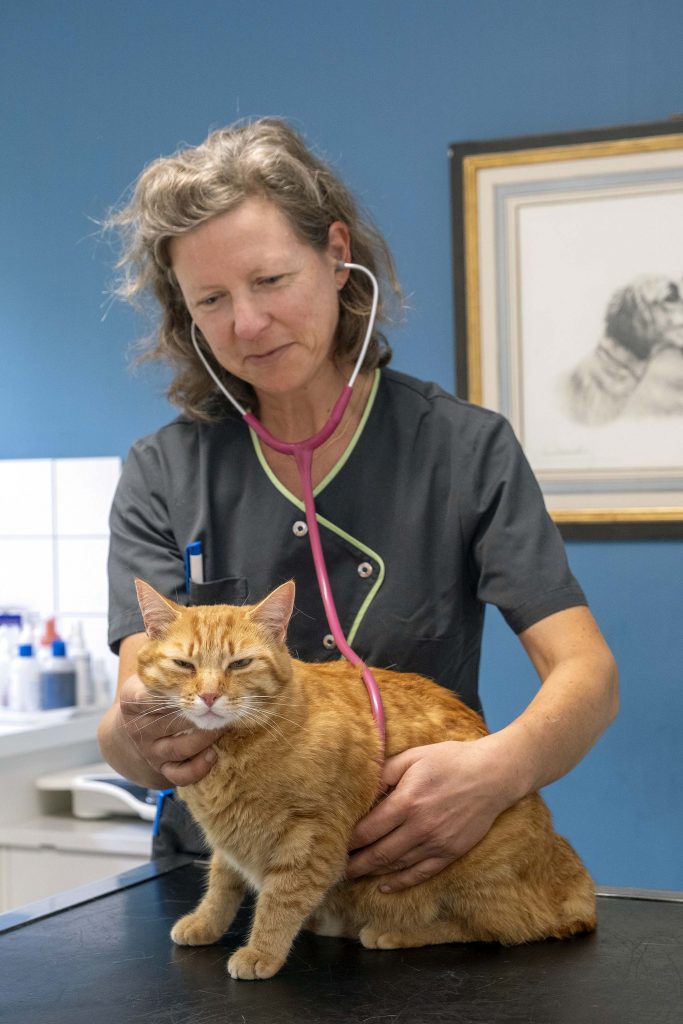 Consultation générale clinique vétérinaire des Tilleuls