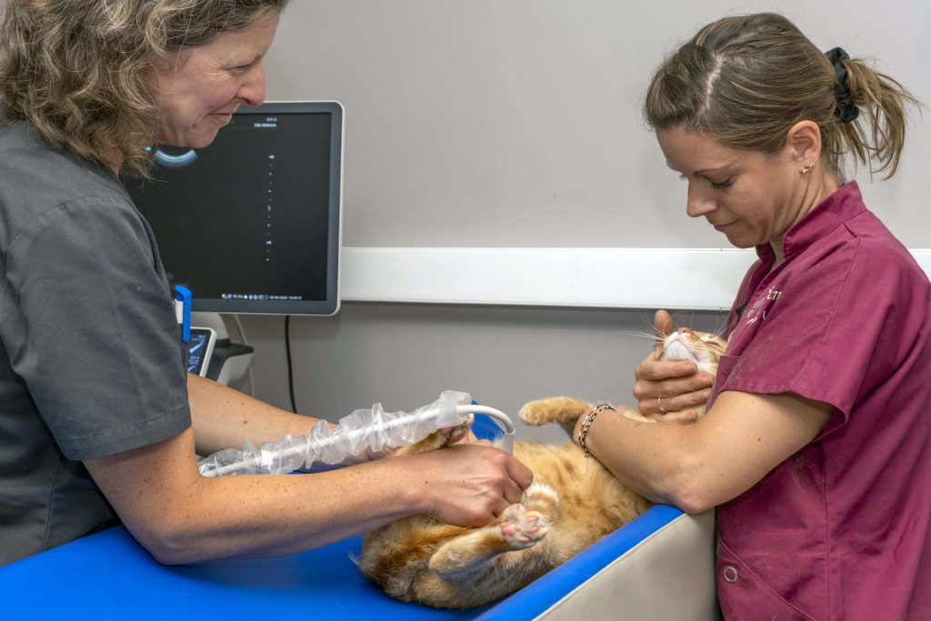 Echographie clinique vétérinaire des Tilleuls
