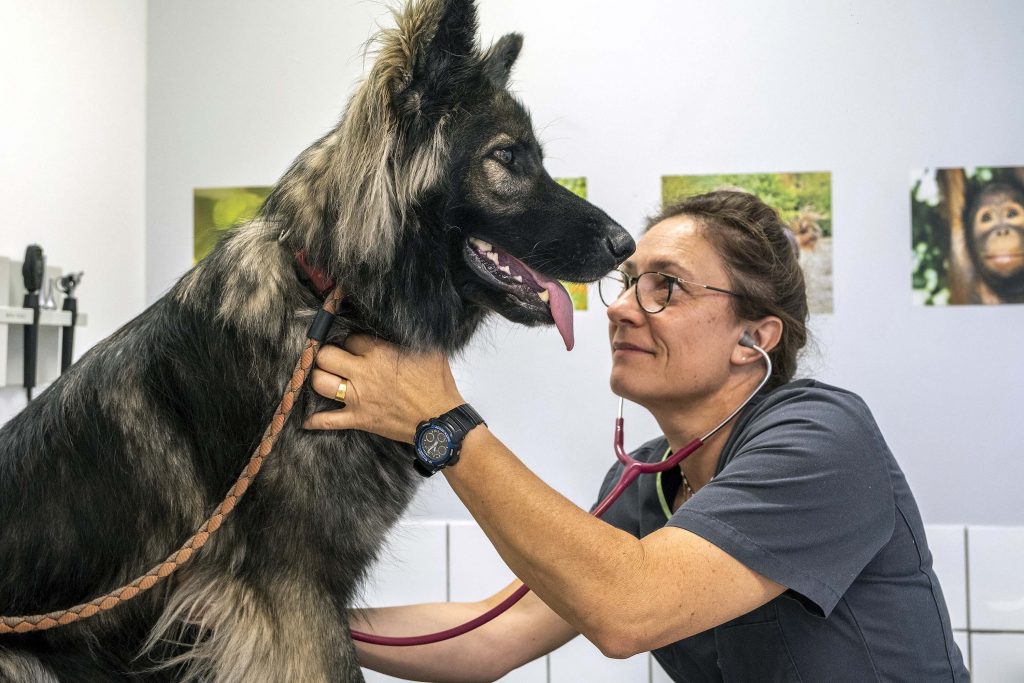 Consultation chien clinique vétérinaire des Tilleuls