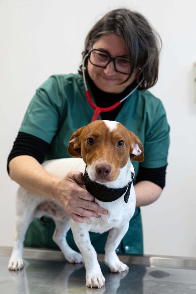 Consultation chien clinique vétérinaire Vet'Romo