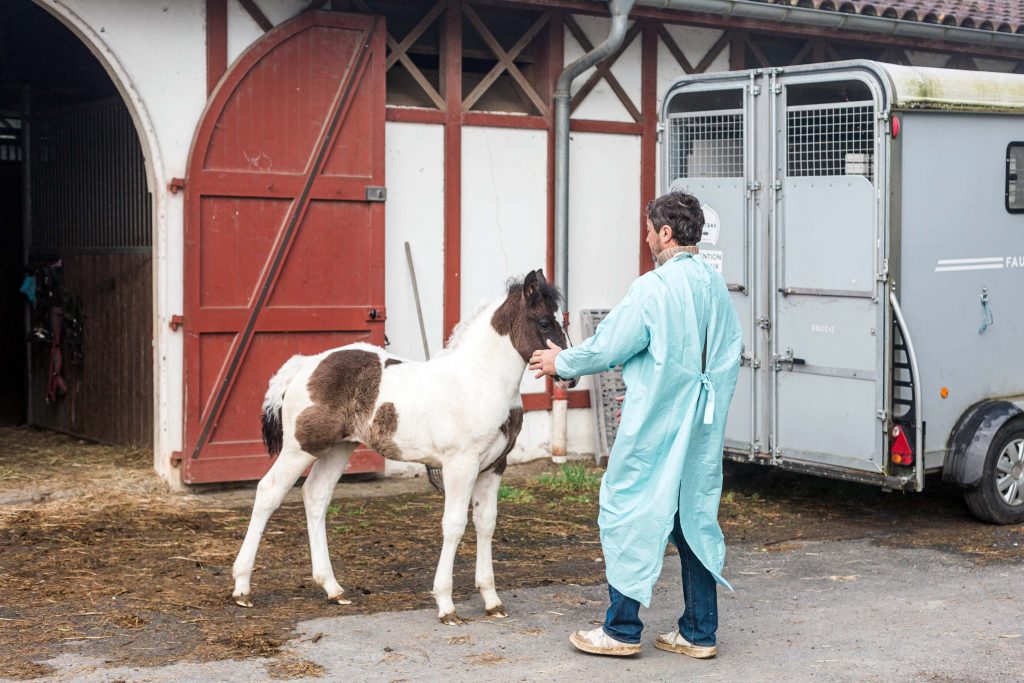 Consultation équine clinique vétérinaire Vétadour