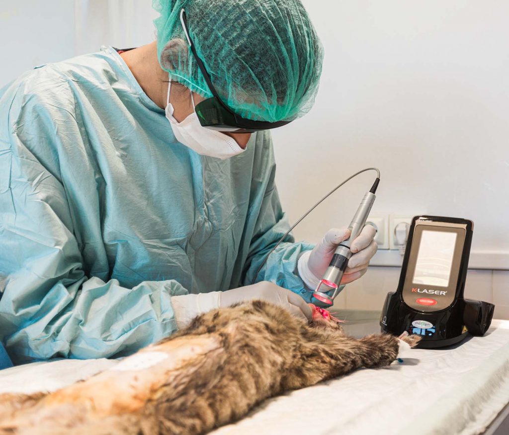 Thérapie laser clinique vétérinaire Vétadour