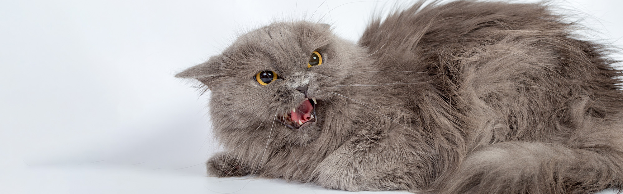 Vétérinaire comportementaliste