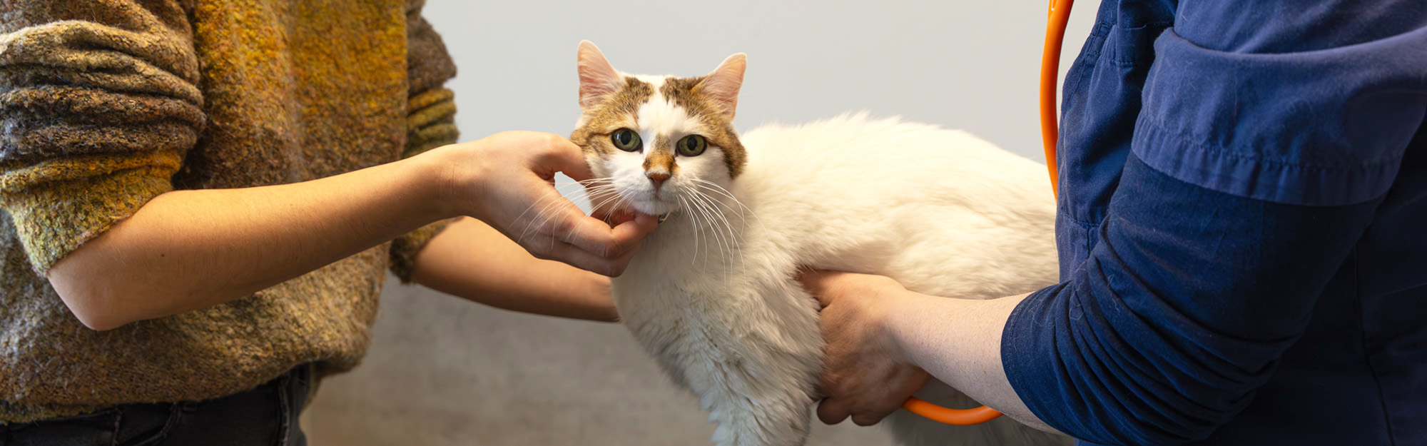 Consultation vétérinaire générale