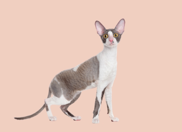 Cornish Rex