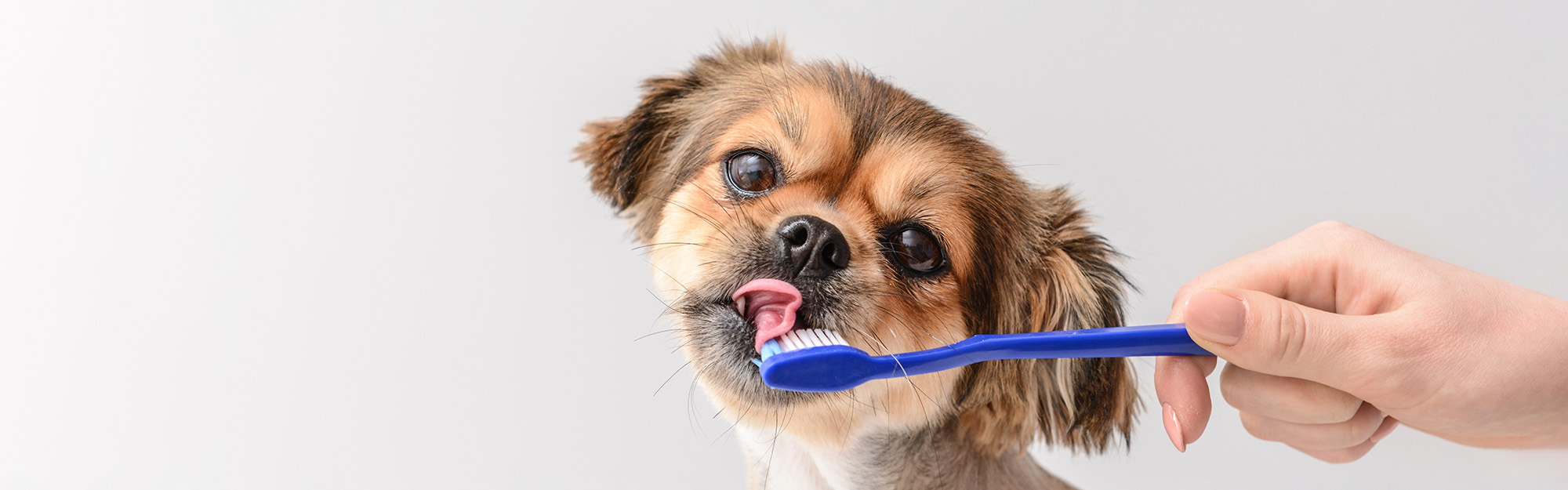 Dentisterie vétérinaire