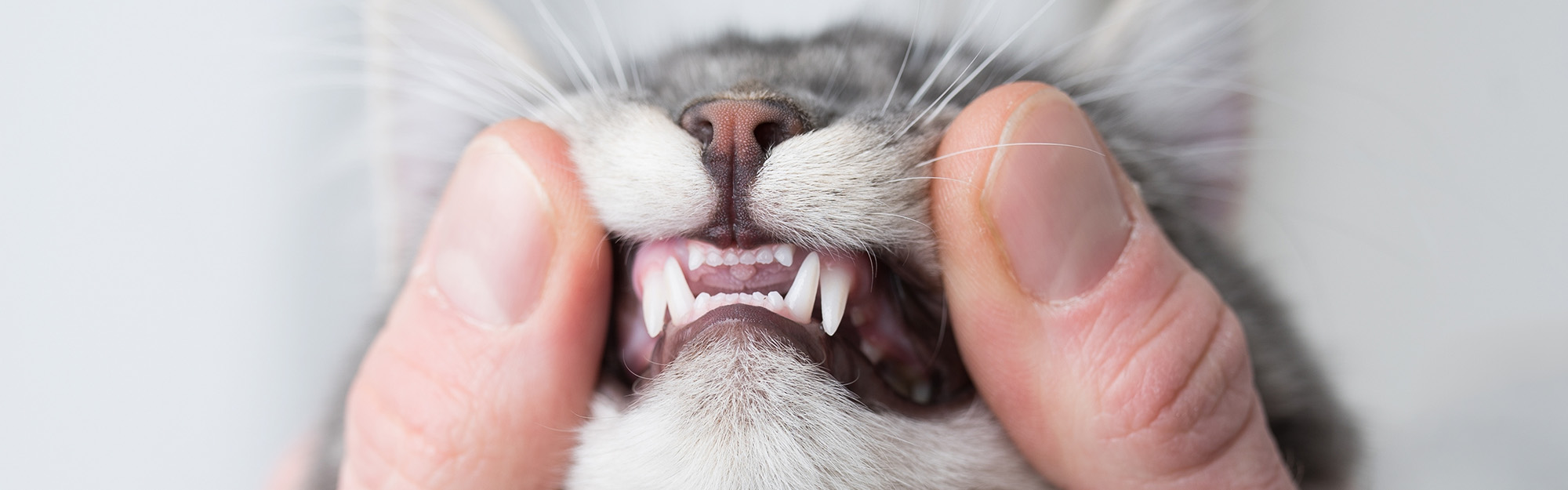 Détartrage pour chat