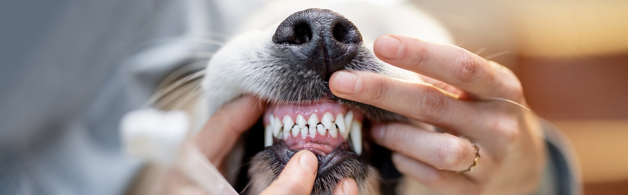 Détartrage pour chien