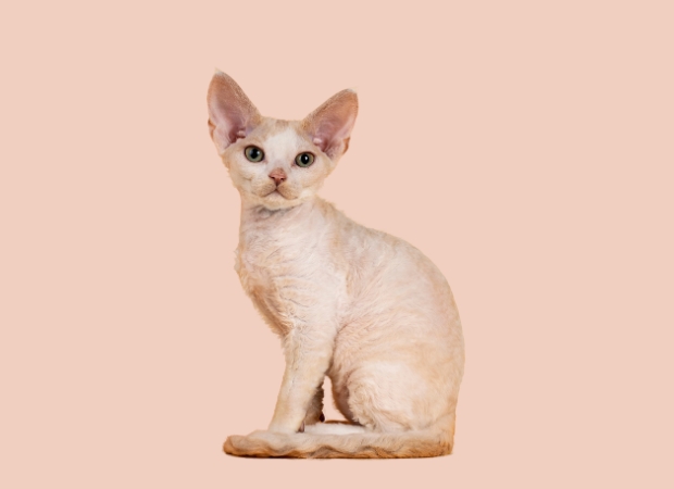 Devon Rex