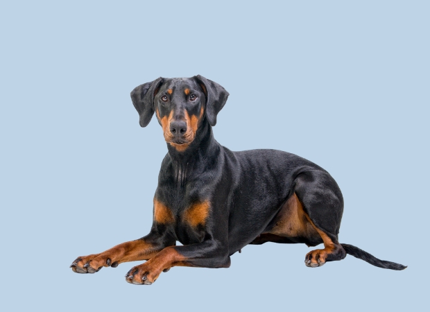 Dobermann
