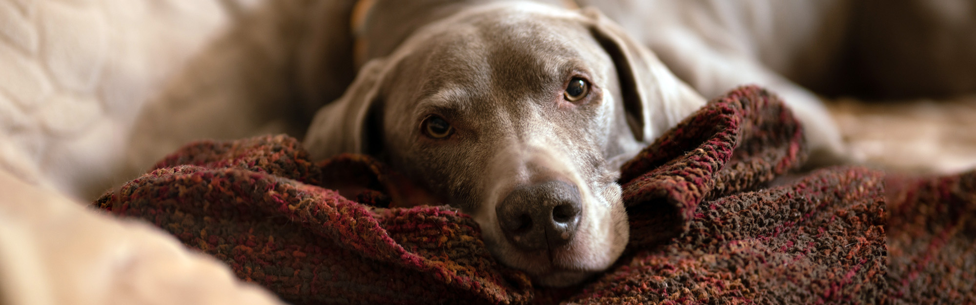 Euthanasie vétérinaire