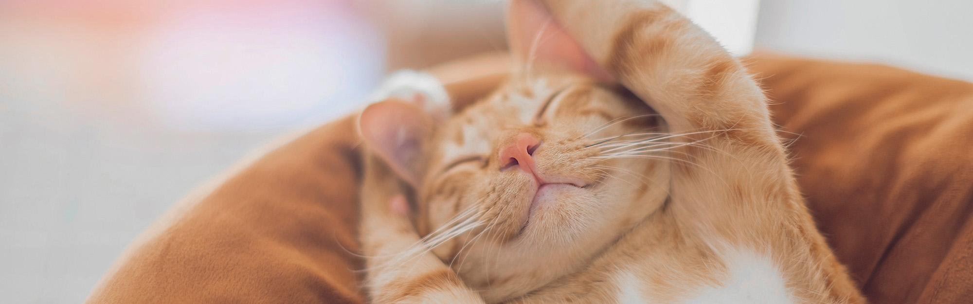 Gestion de la douleur vétérinaire