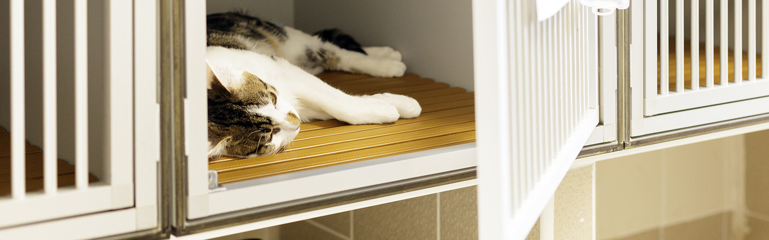 Hospitalisation vétérinaire