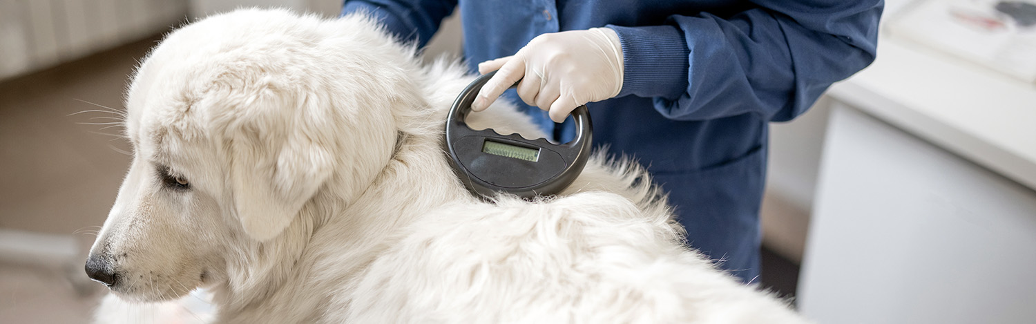 Identification des animaux de compagnie