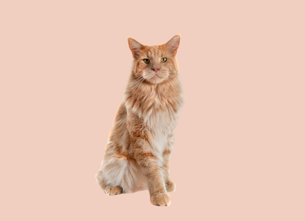 Maine Coon