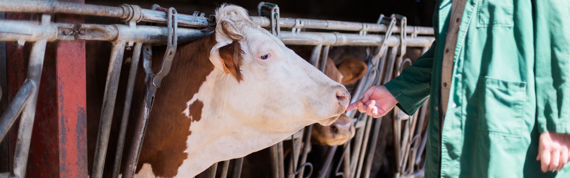 Medecine-generale-rurale