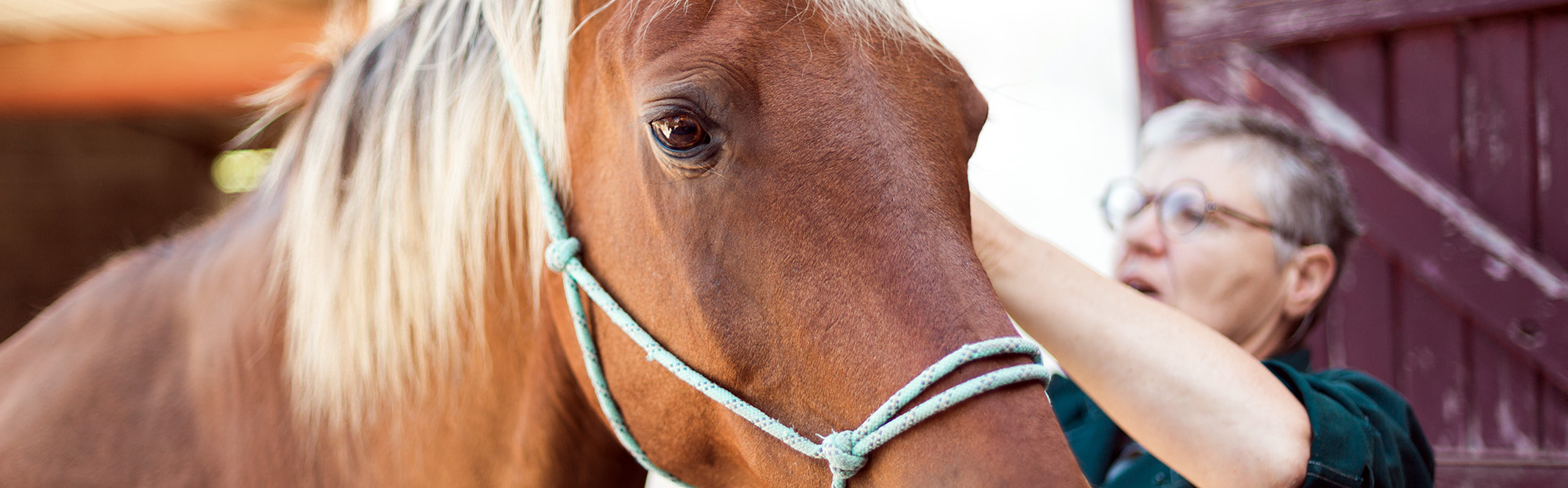 Médecine préventive équine