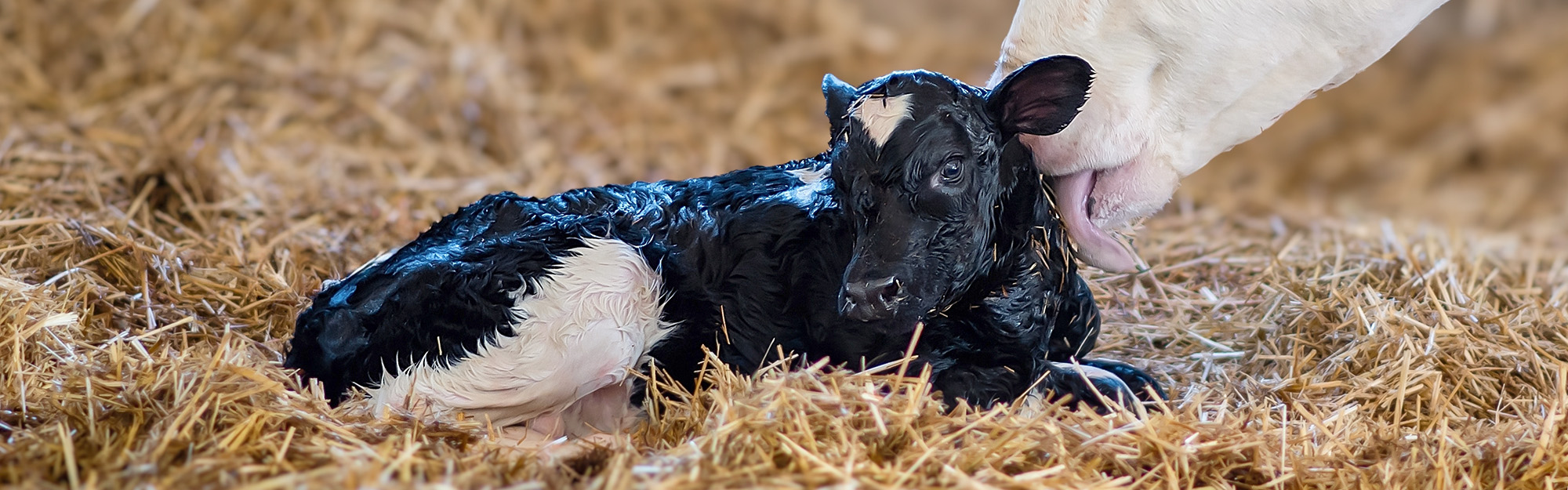 Reproduction des ruminants