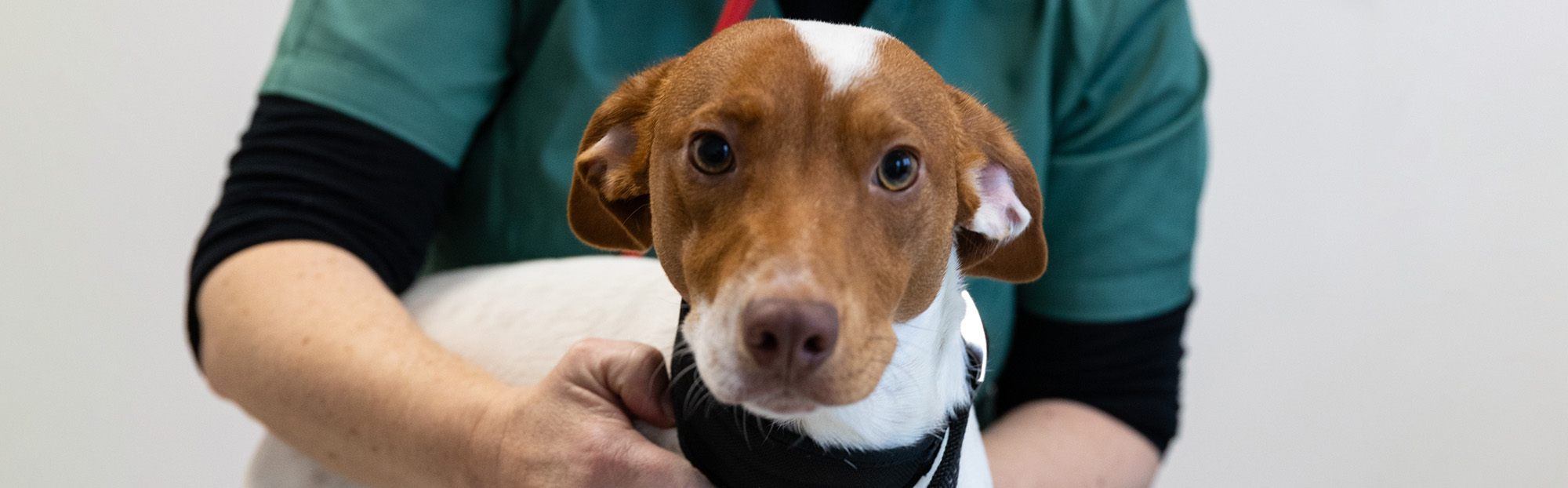 Stérilisation du chien