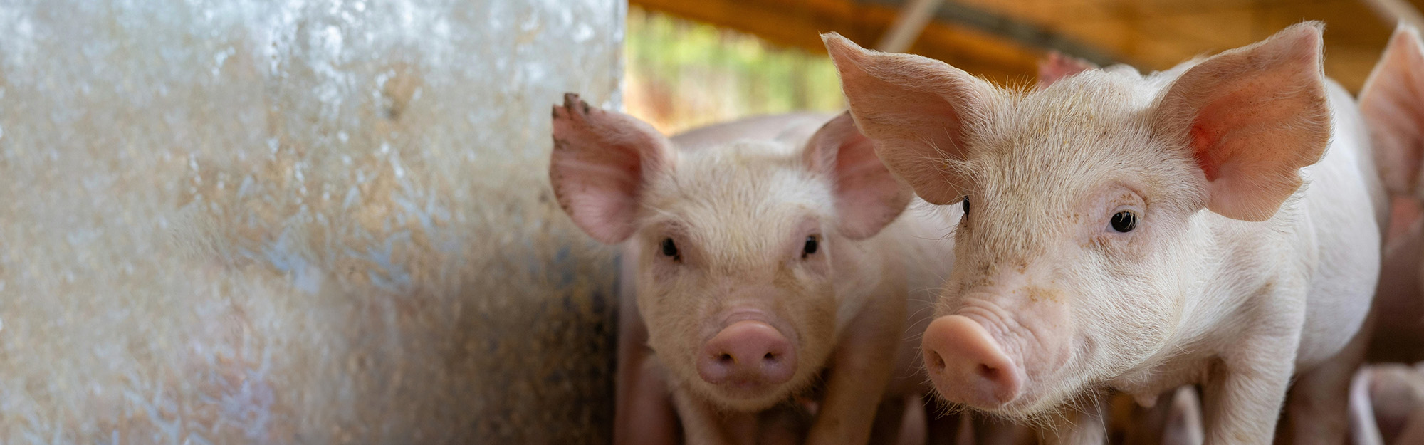 Médecine préventive rurale