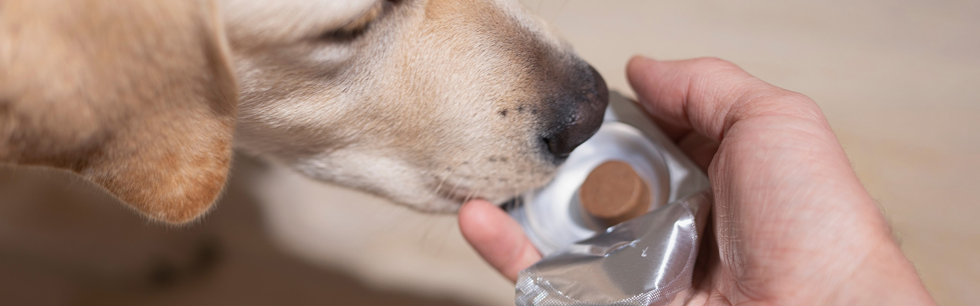 Traitements antiparasitaires pour chien et chat