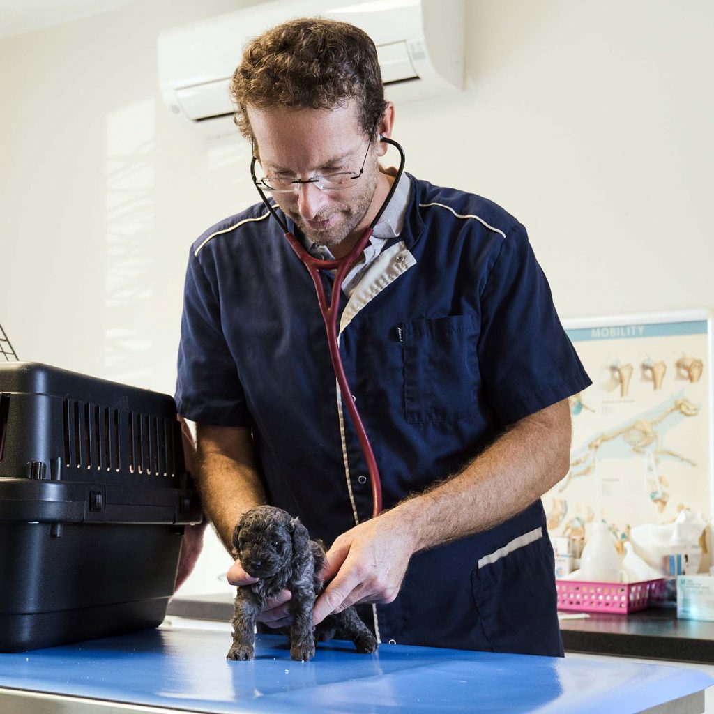 Consultation générale clinique vétérinaire des Portes du Gers