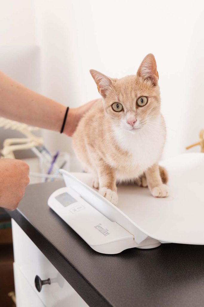 Consultation chat clinique vétérinaire des Portes du Gers