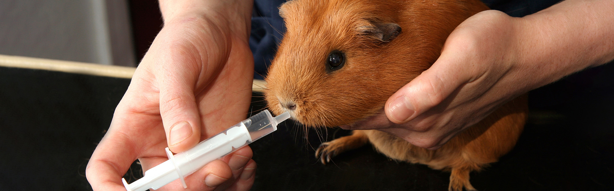 Vétérinaire pour cochon d'inde