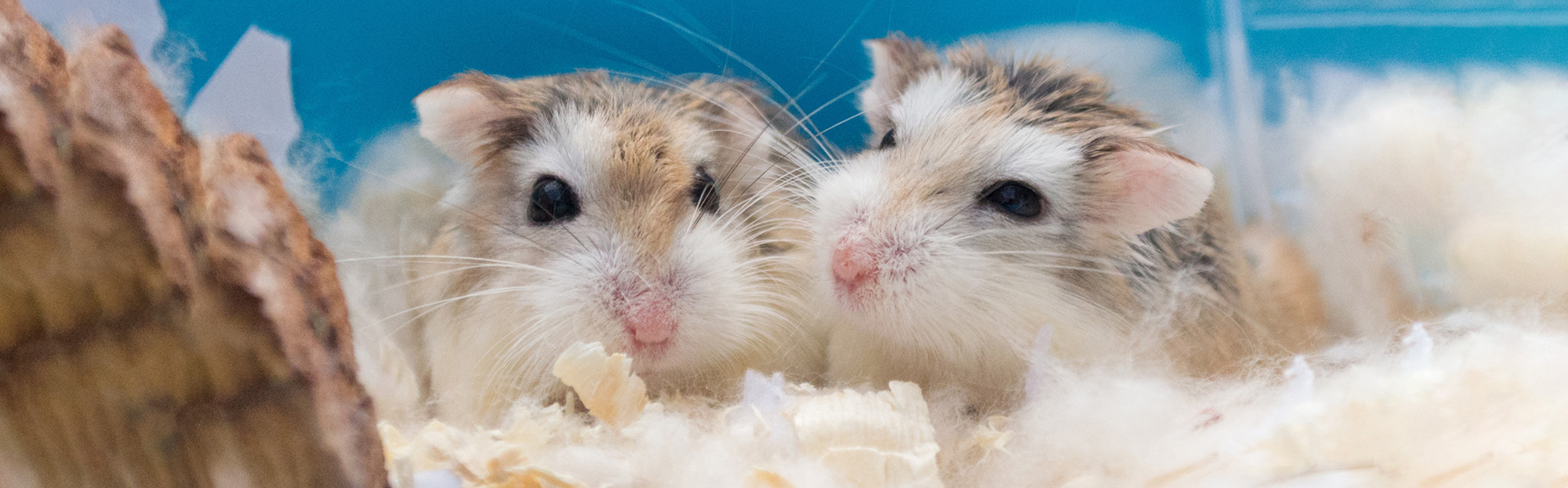 Vétérinaire pour hamster