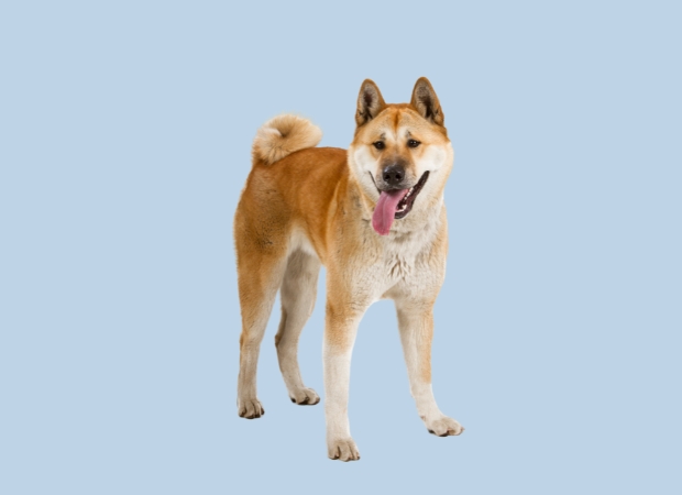 akita-inu