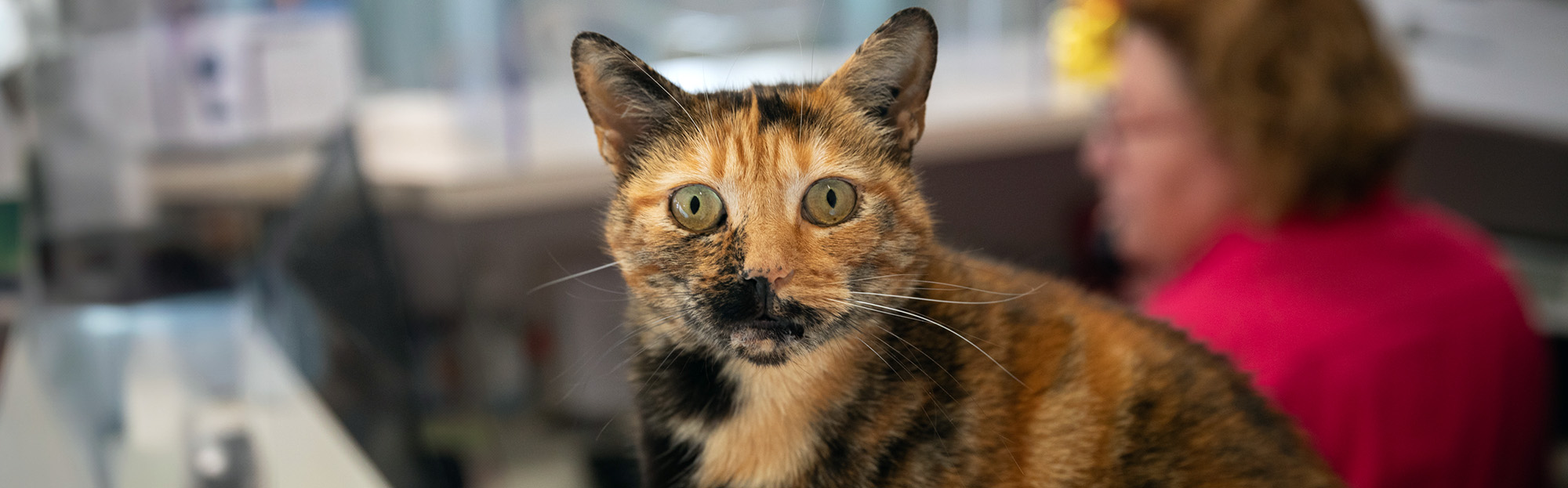 Stérilisation du chat