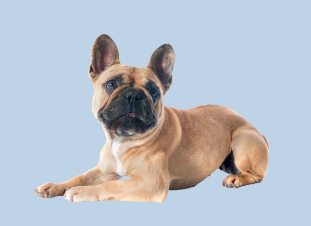 Bouledogue français