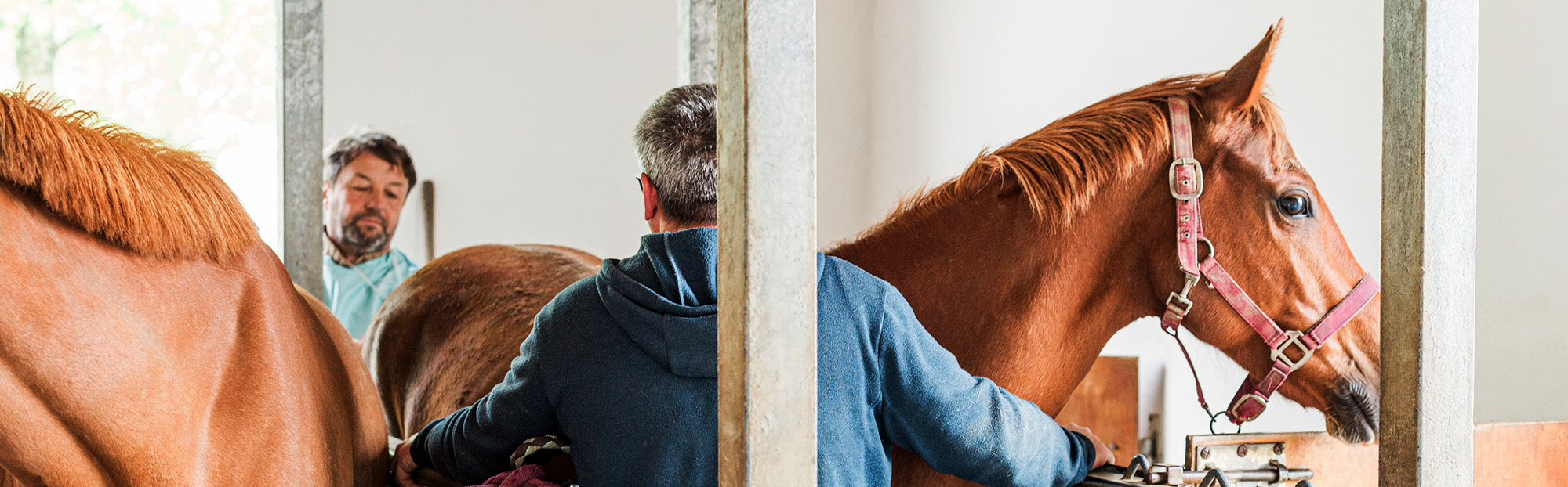 Chirurgie équine