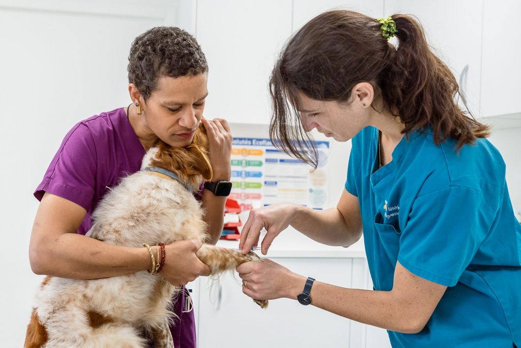 Vaccin, clinique vétérinaire de Jugon